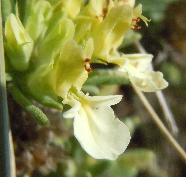 Pianta dal Faito - Teucrium montanum